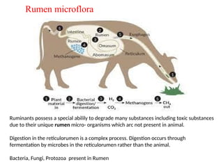 Microfauna Rumenala Microbes elixir in life/Microbes in human welfare | PPT