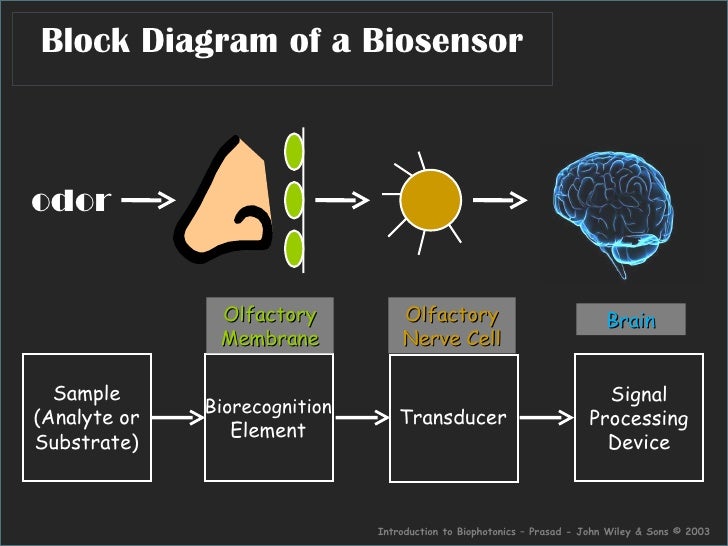 Microbial Biosensors diagram of olfactory nerve 