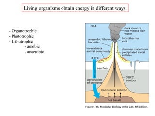 Exploring Genomic Diversity and the Tree of Life: From Prokaryotes to ...