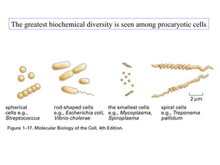 Exploring Genomic Diversity and the Tree of Life: From Prokaryotes to ...