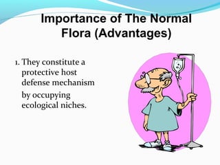 1. They constitute a
protective host
defense mechanism
by occupying
ecological niches.
Importance of The Normal
Flora (Advantages)
 