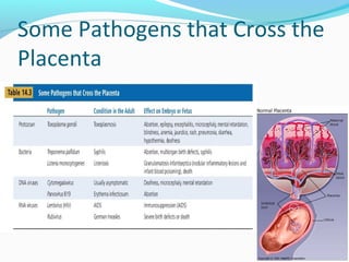 Some Pathogens that Cross the
Placenta
Table 14.3
 