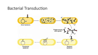 Comprehensive Overview of Microbial Genetics and Gene Transfer ...