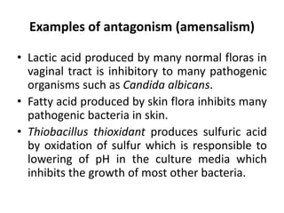 Examples of antagonism (amensalism)
• Lactic acid produced by many normal floras in
vaginal tract is inhibitory to many pathogenic
organisms such as Candida albicans.
• Fatty acid produced by skin flora inhibits many
pathogenic bacteria in skin.
• Thiobacillus thioxidant produces sulfuric acid
by oxidation of sulfur which is responsible to
lowering of pH in the culture media which
inhibits the growth of most other bacteria.
 