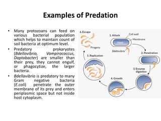 Examples of Predation
• Many protozoans can feed on
various bacterial population
which helps to maintain count of
soil bacteria at optimum level.
• Predatory prokaryotes
(Bdellovibrio, Vampirococcus,
Daptobacter) are smaller than
their prey, they cannot engulf,
or phagocytize, the larger
bacteria.
• Bdellavibrio is predatory to many
Gram negative bacteria
(E.coli) penetrate the outer
membrane of its prey and enters
periplasmic space but not inside
host cytoplasm.
 