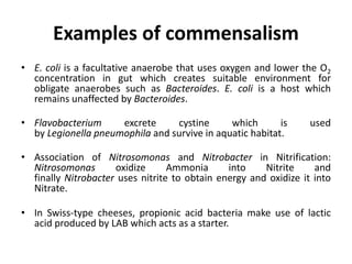 Examples of commensalism
• E. coli is a facultative anaerobe that uses oxygen and lower the O2
concentration in gut which creates suitable environment for
obligate anaerobes such as Bacteroides. E. coli is a host which
remains unaffected by Bacteroides.
• Flavobacterium excrete cystine which is used
by Legionella pneumophila and survive in aquatic habitat.
• Association of Nitrosomonas and Nitrobacter in Nitrification:
Nitrosomonas oxidize Ammonia into Nitrite and
finally Nitrobacter uses nitrite to obtain energy and oxidize it into
Nitrate.
• In Swiss-type cheeses, propionic acid bacteria make use of lactic
acid produced by LAB which acts as a starter.
 