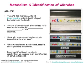 Microbial-Metabolism-Microbiology-Lecture-PowerPoint-VMC.ppt
