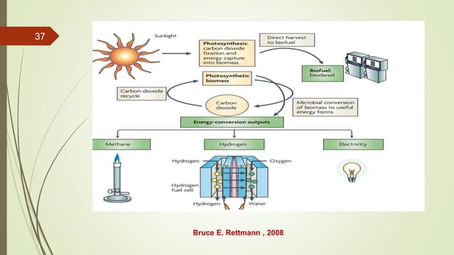 Microbial application for biofuel production | PPTX