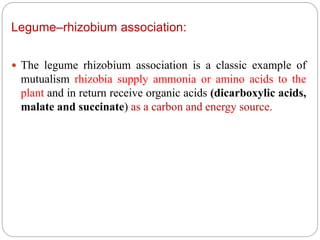 Legume–rhizobium association:
 The legume rhizobium association is a classic example of
mutualism rhizobia supply ammonia or amino acids to the
plant and in return receive organic acids (dicarboxylic acids,
malate and succinate) as a carbon and energy source.
 