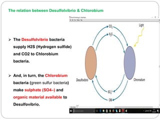  The Desulfolvibrio bacteria
supply H2S (Hydrogen sulfide)
and CO2 to Chlorobium
bacteria.
 And, in turn, the Chlorobium
bacteria (green sulfur bacteria)
make sulphate (SO4–) and
organic material available to
Desulfovibrio.
The relation between Desulfolvibrio & Chlorobium
 