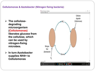  The cellulose-
degrading
microorganism
(Cellulomonas)
liberates glucose from
the cellulose, which
can be used by
nitrogen-fixing
microbes.
 In turn Azotobacter
supplies NH4+ to
Cellulomonas
Cellulomonas & Azotobacter (Nitrogen fixing bacteria):
 