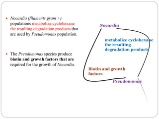  Nocardia (filaments gram +)
populations metabolize cyclohexane
the resulting degradation products that
are used by Pseudomonas population.
 The Pseudomonas species produce
biotin and growth factors that are
required for the growth of Nocardia.
Nocardia
Pseudomonas
Biotin and growth
factors
metabolize cyclohexane
the resulting
degradation products
 