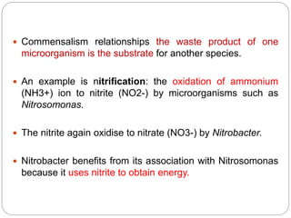  Commensalism relationships the waste product of one
microorganism is the substrate for another species.
 An example is nitrification: the oxidation of ammonium
(NH3+) ion to nitrite (NO2-) by microorganisms such as
Nitrosomonas.
 The nitrite again oxidise to nitrate (NO3-) by Nitrobacter.
 Nitrobacter benefits from its association with Nitrosomonas
because it uses nitrite to obtain energy.
 