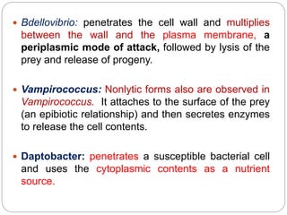  Bdellovibrio: penetrates the cell wall and multiplies
between the wall and the plasma membrane, a
periplasmic mode of attack, followed by lysis of the
prey and release of progeny.
 Vampirococcus: Nonlytic forms also are observed in
Vampirococcus. It attaches to the surface of the prey
(an epibiotic relationship) and then secretes enzymes
to release the cell contents.
 Daptobacter: penetrates a susceptible bacterial cell
and uses the cytoplasmic contents as a nutrient
source.
 