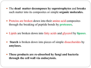  The dead matter decomposes by saprotrophytes and breaks
such matter into its composites or simple organic molecules.
 Proteins are broken down into their amino acid composites
through the breaking of peptide bonds by proteases.
 Lipids are broken down into fatty acids and glycerol by lipases.
 Starch is broken down into pieces of simple disaccharides by
amylases.
 These products are re-absorbed by fungi and bacteria
through the cell wall via endocytosis.
 