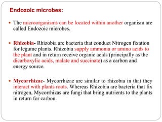 Endozoic microbes:
 The microorganisms can be located within another organism are
called Endozoic microbes.
 Rhizobia- Rhizobia are bacteria that conduct Nitrogen fixation
for legume plants. Rhizobia supply ammonia or amino acids to
the plant and in return receive organic acids (principally as the
dicarboxylic acids, malate and succinate) as a carbon and
energy source.
 Mycorrhizae- Mycorrhizae are similar to rhizobia in that they
interact with plants roots. Whereas Rhizobia are bacteria that fix
nitrogen, Mycorrhizas are fungi that bring nutrients to the plants
in return for carbon.
 