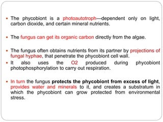  The phycobiont is a photoautotroph—dependent only on light,
carbon dioxide, and certain mineral nutrients.
 The fungus can get its organic carbon directly from the algae.
 The fungus often obtains nutrients from its partner by projections of
fungal hyphae, that penetrate the phycobiont cell wall.
 It also uses the O2 produced during phycobiont
photophosphorylation to carry out respiration.
 In turn the fungus protects the phycobiont from excess of light,
provides water and minerals to it, and creates a substratum in
which the phycobiont can grow protected from environmental
stress.
 