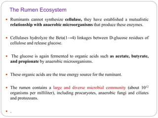 The Rumen Ecosystem
 Ruminants cannot synthesize cellulase, they have established a mutualistic
relationship with anaerobic microorganisms that produce these enzymes.
 Cellulases hydrolyze the Beta(1→4) linkages between D-glucose residues of
cellulose and release glucose.
 The glucose is again fermented to organic acids such as acetate, butyrate,
and propionate by anaerobic microorganisms.
 These organic acids are the true energy source for the ruminant.
 The rumen contains a large and diverse microbial community (about 1012
organisms per milliliter), including procaryotes, anaerobic fungi and ciliates
and protozoans.
 .
 