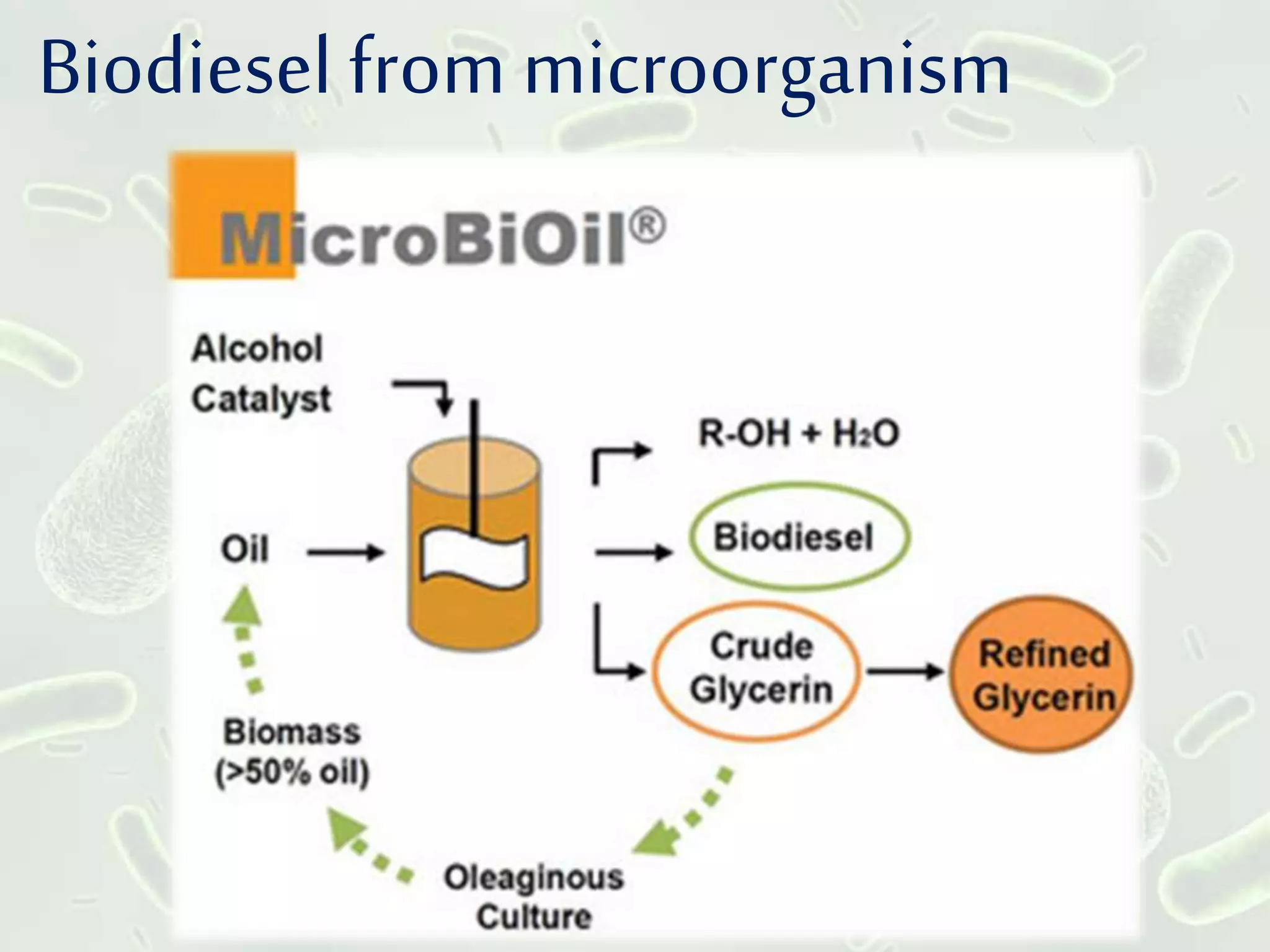 Biodiesel from microorganism
 
