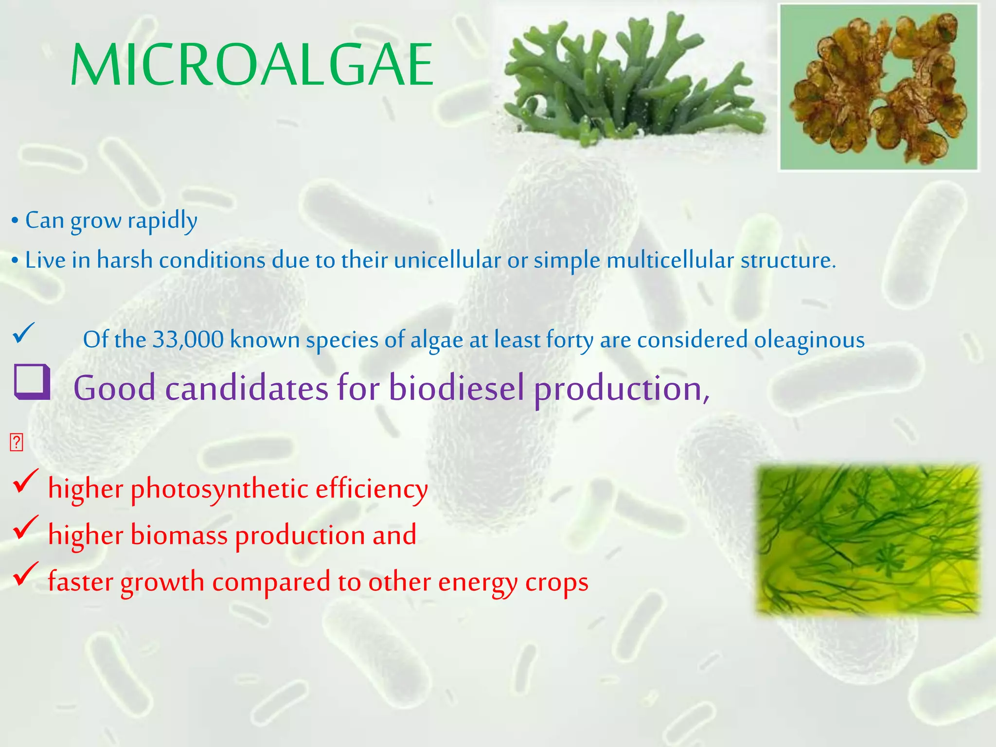 • Can growrapidly
• Live in harsh conditions due to their unicellular orsimple multicellular structure.
 Of the 33,000 known species of algae at least forty are considered oleaginous
 Goodcandidatesfor biodieselproduction,
 higher photosynthetic efficiency
 higher biomass production and
 faster growth compared to other energy crops
MICROALGAE
 