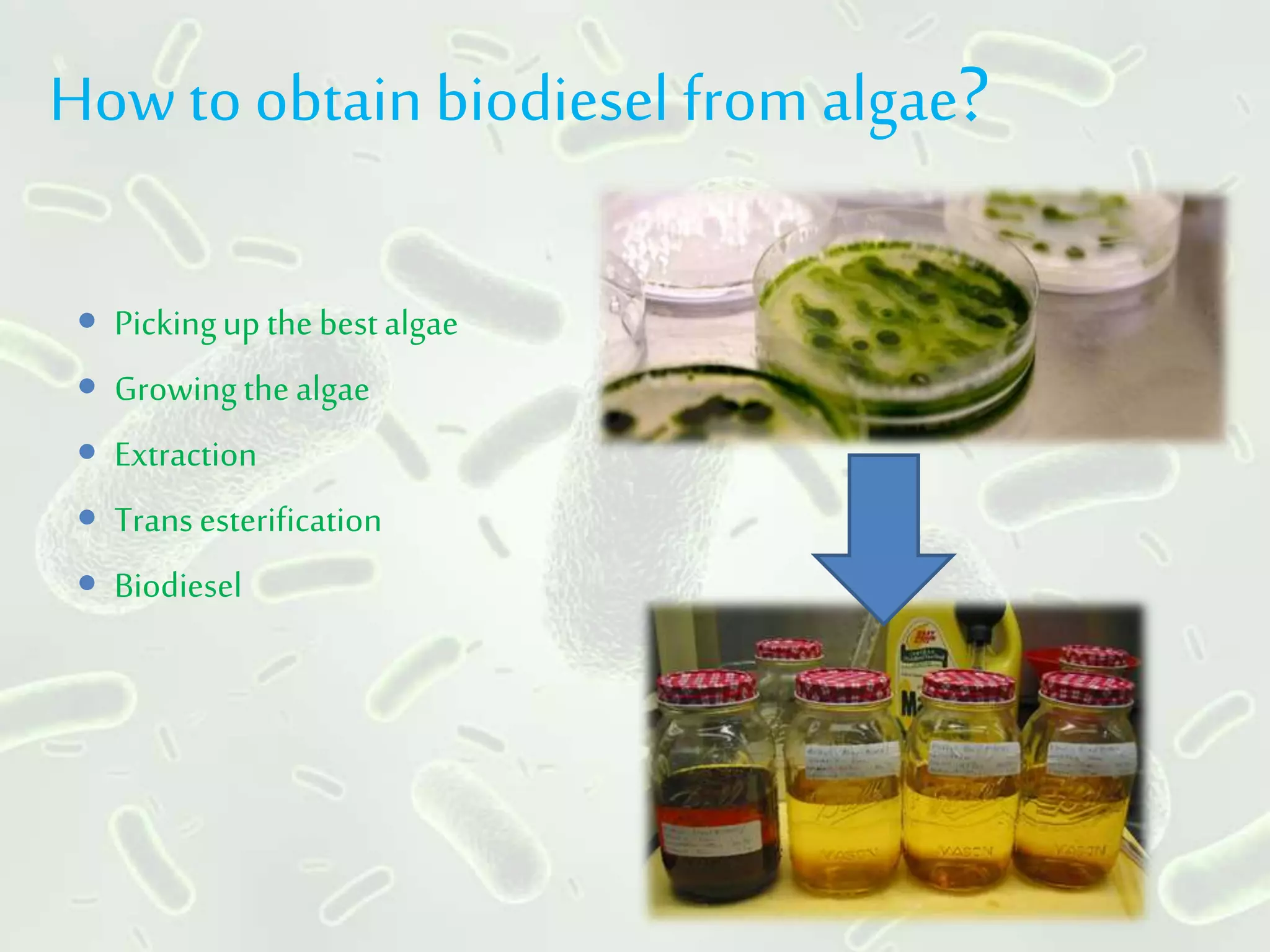 How to obtain biodiesel from algae?
 Pickingupthebestalgae
 Growingthealgae
 Extraction
 Transesterification
 Biodiesel
 