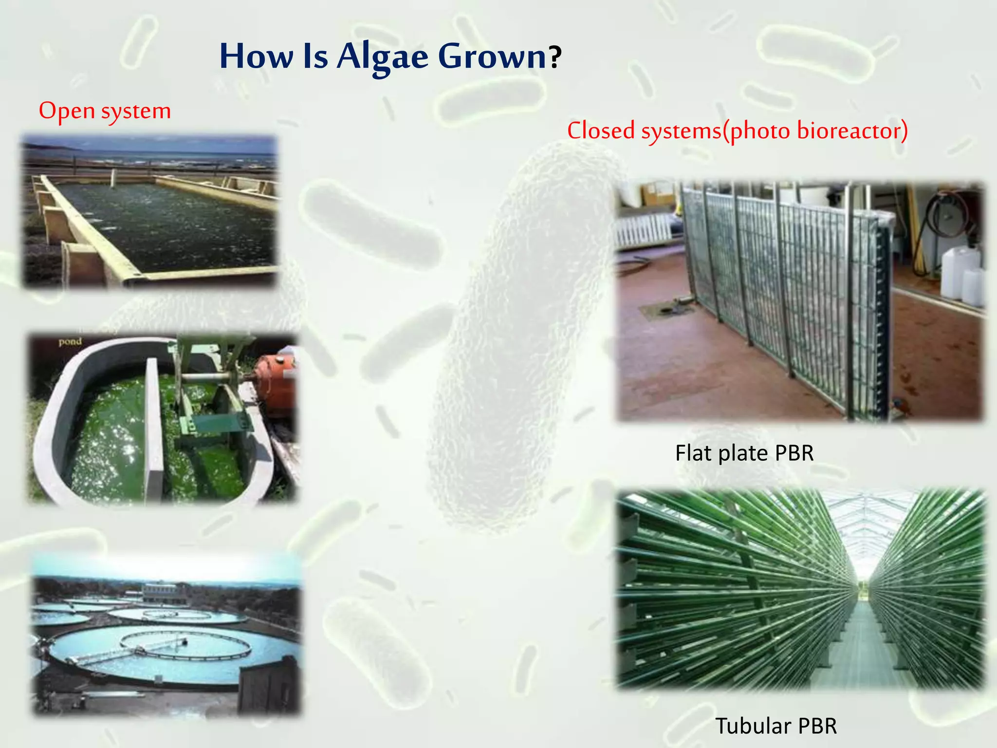 How Is AlgaeGrown?
Opensystem
Tubular PBR
Flat plate PBR
Closed systems(photo bioreactor)
 