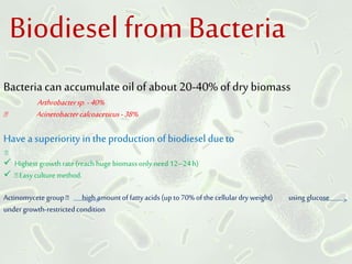 Biodiesel from Bacteria
Bacteria can accumulateoilof about 20-40% of dry biomass
Arthrobactersp.-40%
Acinetobactercalcoaceticus-38%
Have a superiority in the production of biodiesel dueto
 Highest growthrate(reachhuge biomassonlyneed 12–24h)
 Easyculturemethod.
Actinomycetegroup high amountoffattyacids (up to70%ofthe cellular dryweight) using glucose
undergrowth-restrictedcondition
 
