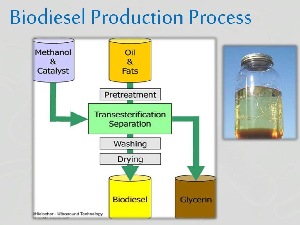 Microbial biodiesel production