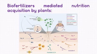 Microbial Biofertilizers Pdf
