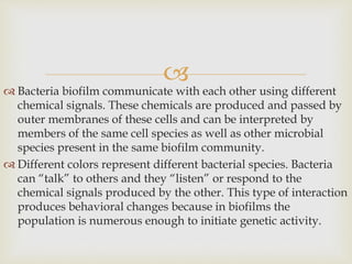
 Bacteria biofilm communicate with each other using different
chemical signals. These chemicals are produced and passed by
outer membranes of these cells and can be interpreted by
members of the same cell species as well as other microbial
species present in the same biofilm community.
 Different colors represent different bacterial species. Bacteria
can “talk” to others and they “listen” or respond to the
chemical signals produced by the other. This type of interaction
produces behavioral changes because in biofilms the
population is numerous enough to initiate genetic activity.
 