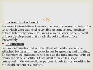  Irreversible attachment
Because of stimulation of membrane bound sensory proteins, the
cells which were attached reversibly to surface now produce
extracellular polymeric substances which allows the cell-to-cell
bridges development that attach the cells to the surface
Irreversibly.
 Colonization
Surface colonization is the final phase of biofilm formation.
Attached bacteria form micro-colonies by growing and dividing.
These micro-colonies are considered as the fundamental units of
organization of a biofilm. Other planktonic cells also get
entrapped in the extracellular polymeric substances, resulting in
the establishment of a biofilm.
 