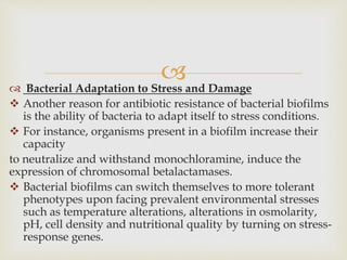 Bacterial Adaptation to Stress and Damage
 Another reason for antibiotic resistance of bacterial biofilms
is the ability of bacteria to adapt itself to stress conditions.
 For instance, organisms present in a biofilm increase their
capacity
to neutralize and withstand monochloramine, induce the
expression of chromosomal betalactamases.
 Bacterial biofilms can switch themselves to more tolerant
phenotypes upon facing prevalent environmental stresses
such as temperature alterations, alterations in osmolarity,
pH, cell density and nutritional quality by turning on stress-
response genes.
 