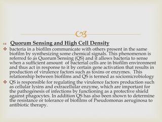 
 Quorum Sensing and High Cell Density
 bacteria in a biofilm communicate with others present in the same
biofilm by synthesizing some chemical signals. This phenomenon is
referred to as Quorum Sensing (QS) and it allows bacteria to sense
when a sufficient amount of bacterial cells are in biofilm environment
and thus act in response to it by certain gene activation that results in
production of virulence factors such as toxins or enzymes. This
relationship between biofilms and QS is termed as sociomicrobiology
 QS is responsible for regulating the virulence factors production such
as cellular lysins and extracellular enzyme, which are important for
the pathogenesis of infections by functioning as a protective shield
against phagocytes. In addition QS has also been shown to determine
the resistance or tolerance of biofilms of Pseudomonas aeruginosa to
antibiotic therapy.
 