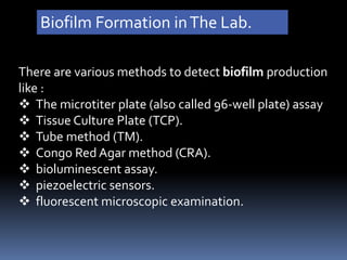 Microbial biofilms formation | PPTX