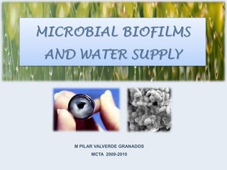MICROBIAL BIOFILMS AND WATER SUPPLY M PILAR VALVERDE GRANADOS MCTA  2009-2010 