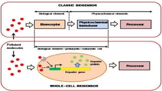 Microbial biosensors structure and mechanism | PPTX