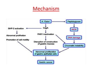 Microbial carcinogenesis - Molecular Mechanism of Cancer | PPTX