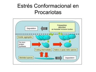 Estrés Conformacional en
Procariotas
 