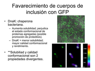 Favarecimiento de cuerpos de
inclusión con GFP
• DnaK: chaperona
bacteriana.
– Aumenta solubilidad; perjudica
el estado conformacional de
proteínas agregadas (posible
promoción de proteólisis).
– DnaK- = menor solubilidad;
mayor calidad conformacional
y rendimiento.
• **Solubiliad y calidad
conformacional son 2
propiedades divergentes.
 