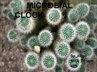 MICROBIAL
CLOCK
By Arjoo
MCA 3rd Sem.
403
 