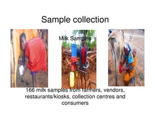 Microbial contaminations in milk and identification of selected pathogenic bacteria along dairy value chain in Tanga region, Tanzania