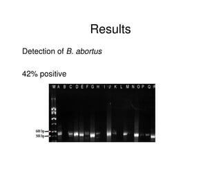 Microbial contaminations in milk and identification of selected pathogenic bacteria along dairy value chain in Tanga region, Tanzania