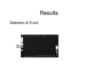 Microbial contaminations in milk and identification of selected pathogenic bacteria along dairy value chain in Tanga region, Tanzania