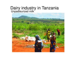 Microbial contaminations in milk and identification of selected pathogenic bacteria along dairy value chain in Tanga region, Tanzania