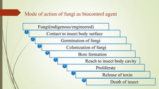 Mode of action of fungi as biocontrol agent
Fungi(indigenous/engineered)
Contact to insect body surface
Germination of fungi
Colonization of fungi
Bore formation
Reach to insect body cavity
Proliferate
Release of toxin
Death of insect
1
4
2
3
7
8
5
6
 