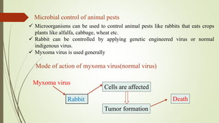 Microbial control of animal pests
 Microorganisms can be used to control animal pests like rabbits that eats crops
plants like alfalfa, cabbage, wheat etc.
 Rabbit can be controlled by applying genetic engineered virus or normal
indigenous virus.
 Myxoma virus is used generally
Mode of action of myxoma virus(normal virus)
Myxoma virus
Rabbit
Cells are affected
Tumor formation
Death
 