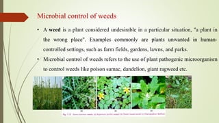 Microbial control of weeds
• A weed is a plant considered undesirable in a particular situation, "a plant in
the wrong place". Examples commonly are plants unwanted in human-
controlled settings, such as farm fields, gardens, lawns, and parks.
• Microbial control of weeds refers to the use of plant pathogenic microorganism
to control weeds like poison sumac, dandelion, giant ragweed etc.
 