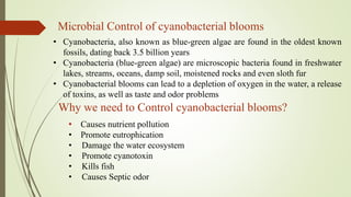 Microbial Control of cyanobacterial blooms
• Cyanobacteria, also known as blue-green algae are found in the oldest known
fossils, dating back 3.5 billion years
• Cyanobacteria (blue-green algae) are microscopic bacteria found in freshwater
lakes, streams, oceans, damp soil, moistened rocks and even sloth fur
• Cyanobacterial blooms can lead to a depletion of oxygen in the water, a release
of toxins, as well as taste and odor problems
Why we need to Control cyanobacterial blooms?
• Causes nutrient pollution
• Promote eutrophication
• Damage the water ecosystem
• Promote cyanotoxin
• Kills fish
• Causes Septic odor
 