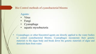 Bio Control methods of cyanobacterial blooms
Agents:
• Virus
• Fungi
• Cyanophage
• aquatic myxobacteria
• Cyanophages or other biocontrol agents are directly applied to the water bodies
to control cyanobacterial blooms. Cyanophages incorporate their genetic
materials to the algae body and break down the genetic materials of algae and
diminish them from water.
 