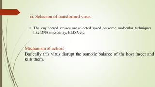 iii. Selection of transformed virus
• The engineered viruses are selected based on some molecular techniques
like DNA microarray, ELISA etc.
Mechanism of action:
Basically this virus disrupt the osmotic balance of the host insect and
kills them.
 